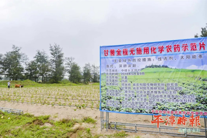 太陽能殺蟲燈是農業殺蟲方式的演變的最新方式