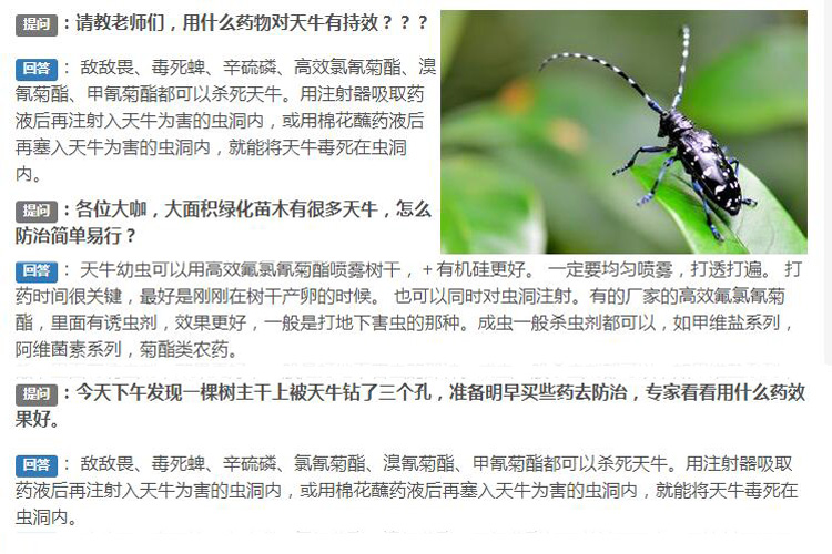 殺蟲燈能殺天牛嗎？