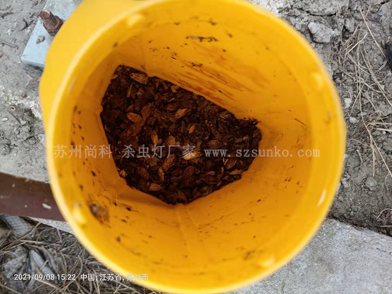不要再把太陽能殺蟲燈當成擺設！綠色防控作用大