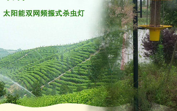 高桿式太陽能殺蟲燈應(yīng)用于江西會(huì)昌縣林業(yè)圖片